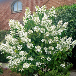     Hydrangea paniculata Levana 